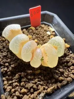 16b 多肉植物 ハオルチア マンモス玉扇錦 自家繁殖 抜き苗発送 - メルカリ