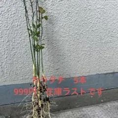 カラタチ　5本　Ｌサイズ　ラストですのサムネイル