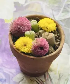 リトープス　富貴玉 カラフル根付き抜き苗3株セットレア希少最長3センチ越え