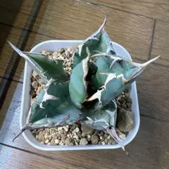 黒鯨のサムネイル