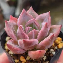 多肉植物 エケベリア 実生苗 ロメオ✕ラウリンゼ② 抜き苗のサムネイル