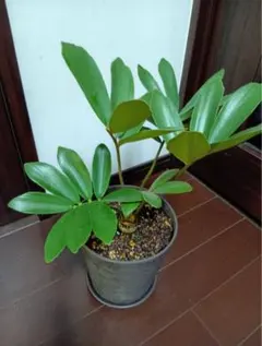 2026年最新】ザミア フルフラセアの人気アイテム - メルカリ