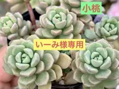 いーみ様 リクエスト 3点 まとめ商品