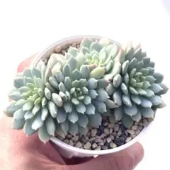 2025年最新】おらいさんの人気アイテム - メルカリ