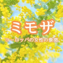 【お花の種】銀葉アカシア☆ミモザ 種子 約20粒！宿根草