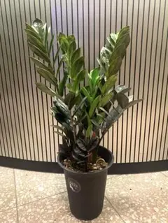 黒葉がカッコいい‼︎ ザミオカルカス レイヴン 6号鉢 観葉植物 - メルカリ