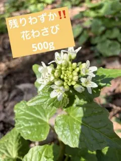2026年最新】#花わさびの人気アイテム - メルカリ