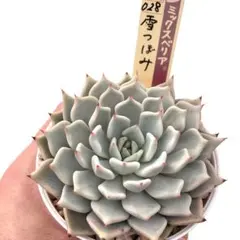 2025年最新】ミックスベリアの人気アイテム - メルカリ