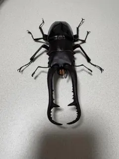 バンダイ生き物大図鑑アドバンス ギラファノコギリクワガタ