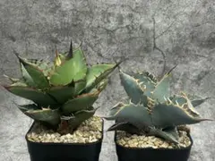 チタノタブルー