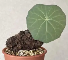 ステファニア カウィーサキー（kaweesakii）鉢植え A-84（発根済み