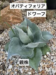2026年最新】オバティフォリア ドワーフの人気アイテム - メルカリ
