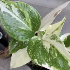 フィロデンドロン イルセマニー 斑入 Ilsemanii Variegated - メルカリ