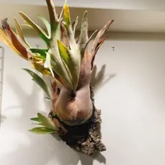 2025年最新】ハクナマタタ ビカクシダの人気アイテム - メルカリ