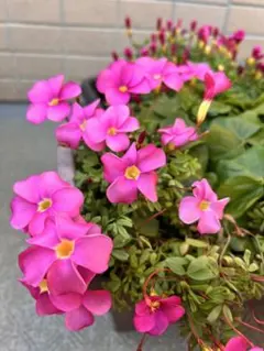 舞香様 リクエスト 2点 まとめ商品