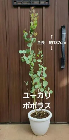 オリーブの木 ロココワークス 常緑樹 新芽と花芽付き - メルカリ