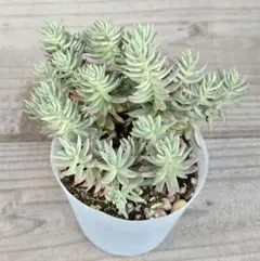 ②多肉植物 セダム ★カメレオン錦★ 抜き苗のサムネイル