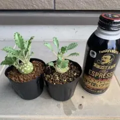 boelen様 リクエスト 2点 まとめ商品