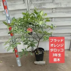 はるか 3年生 苗木 7号ポット入り 花芽たくさん付いてます♬.*゜ はるか 3年生 苗木 7号ポット入り 花芽たくさん付いてます♬.*゜