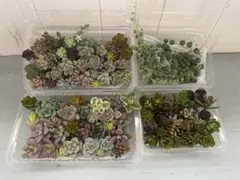 【メルカリ便発送】多肉植物カット詰め合わせ　たくさん　寄せ植えに　オマケ付きのサムネイル