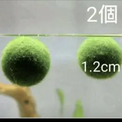 2026年最新】まりもの人気アイテム - メルカリ