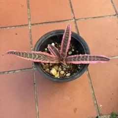 じょーじ様専用