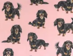 【ゆきちゃん限定】X2547-2 ミニチュアダックス ブラックタン ピンク 1m