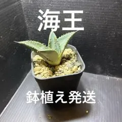実生 アガベ 抜き苗 オバティフォリア パリー 2種セット - メルカリ