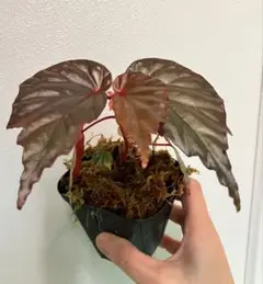 2026年最新】ベゴニア テムユクの人気アイテム - メルカリ