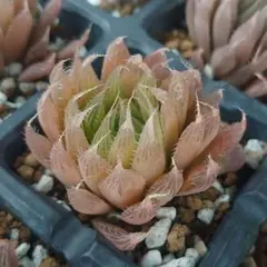 ぺぇちゃ様 リクエスト 2点 まとめ商品