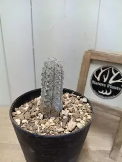 2026年最新】ユーフォルビアアブデルクリの人気アイテム - メルカリ