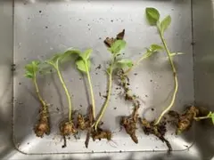 ただいま採れたて★土付き苗★オカワカメのムカゴの苗　備蓄　苗中②のサムネイル