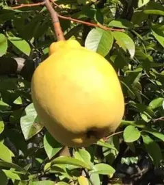 カリン(花梨)の苗木　4株