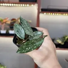 2025年最新】WILBUR gravesの人気アイテム - メルカリ