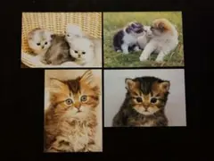 子猫・子犬 ポストカード 4枚セット