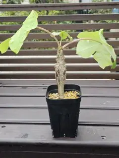 2025年最新】ヤトロファ・ポダグリカの人気アイテム - メルカリ