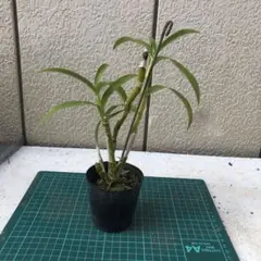 ポッポ様 リクエスト 3点 まとめ商品