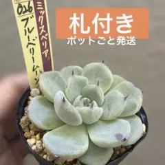 多肉植物 ミックスベリ雲の花札付きポットごと発送❣️ - メルカリ