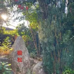モミの木　トドマツ　椴松 50cm×10本切花のサムネイル