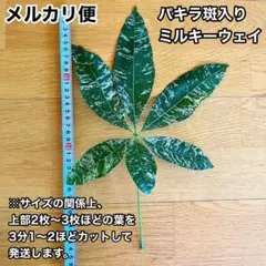 パキラ ミルキーウェイ 斑入り 葉っぱ　③