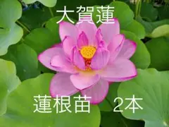 hayato1623様 リクエスト 2点 まとめ商品