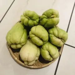 2026年最新】ハヤトウリ種の人気アイテム - メルカリ