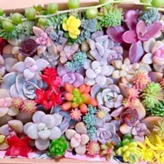 ネコポス発送♥sale♥カット苗♥多肉植物②