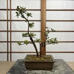 皐月(さつき)】 