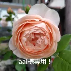 aai様専用！アンブリッジローズ　２年目　挿し木苗
