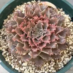 多肉植物　エケベリア　スターファイヤー　葉挿し用の葉1枚のサムネイル