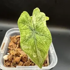 希少 アロカシア ジャックリン オーレア 楽天市場】アロカシア ジャックリン 希少種 レア 観葉植物