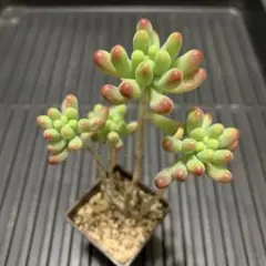 ほねほね様 リクエスト 2点 まとめ商品