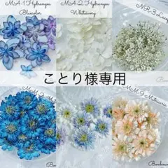 MM-2 マトリカリアドライフラワー