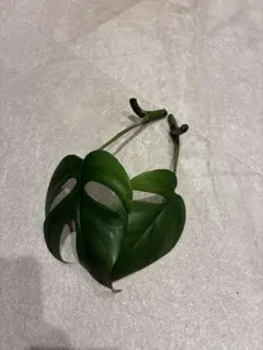 ヒメモンステラ　姫モンステラ　観葉植物　モンステラ　アダンソニー　ラフィドフォラ